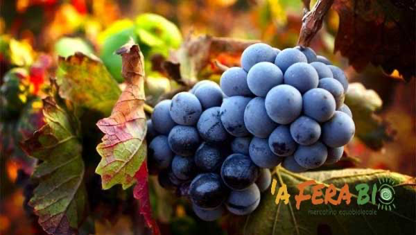 ‘A fera bio Catania