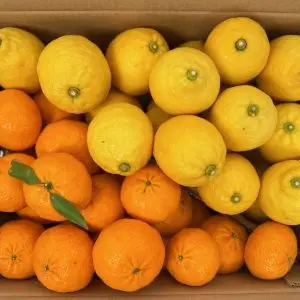 Mix agrumi limone e mandarino