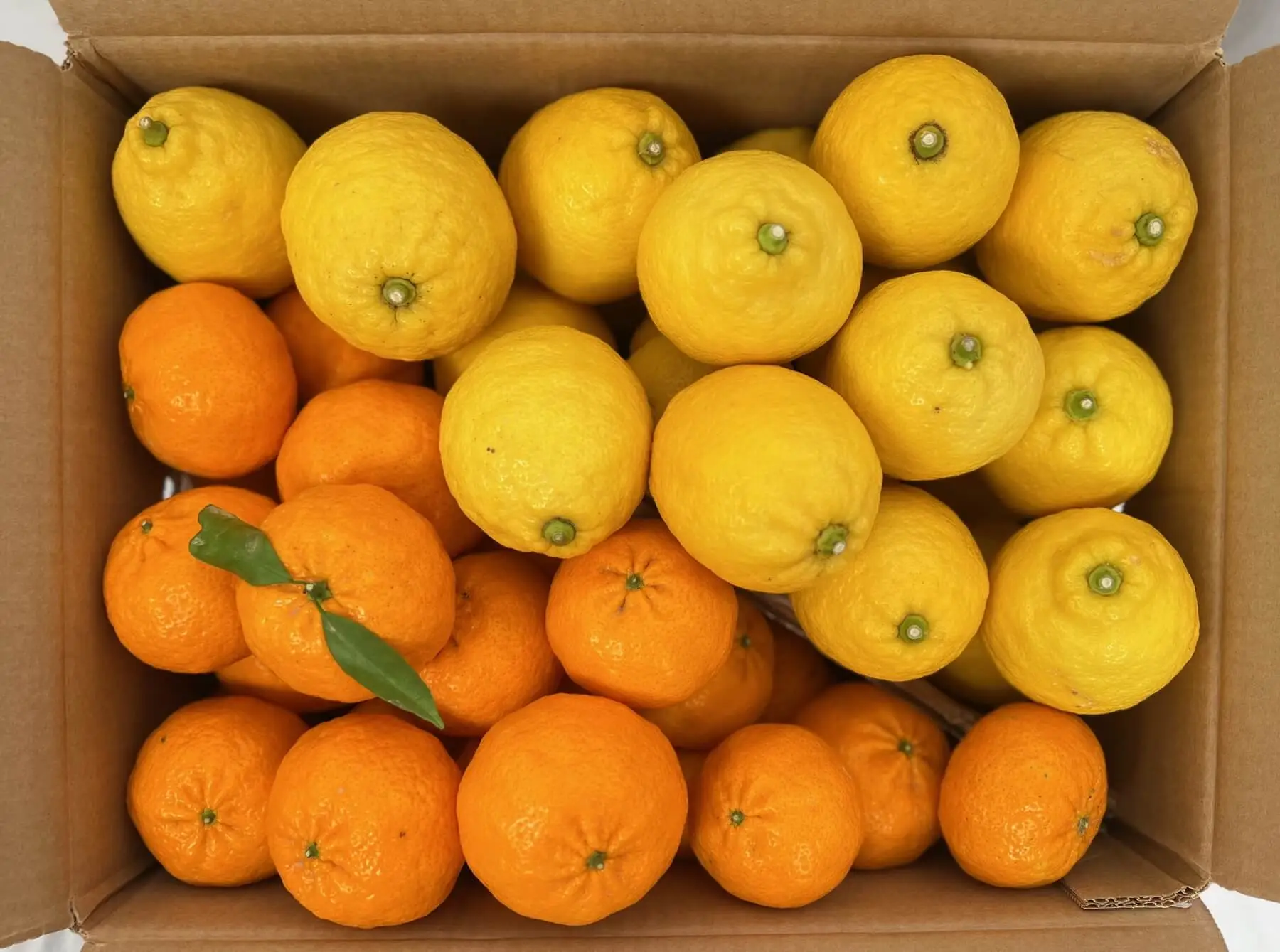 Mix di agrumi limoni e mandarini freschi – cartone da 10 kg